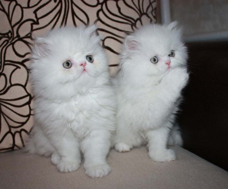 Купить кошку в беларуси. Персидские котята. Персидский котенок 2 месяца. 3х недельные котята персидские. Персидский котенок 2 недели.