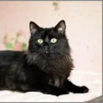 ГОРИК - огромный черный красивый кот