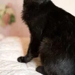 Изящная пантерка-кошка Лика