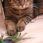 Сима – самая уютная полосатая кошка! В дар!