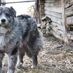 Помесь Австралийской овчарки в дар!