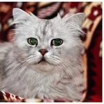 Питузо - уникальной красоты кот в дар!