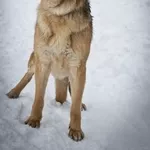 Немецкая овчарка в дар