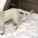 Щенок Домино в дар ,  в добрые руки!