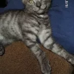 Котенок в дар(мальчик, 2 месяца)