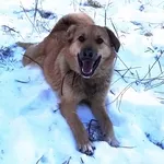 Собачка подросток Верочка  в добрые руки!