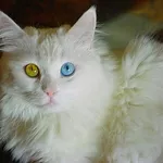 Белая кошка с цветными глазами