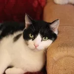 Тимофей – большой черно-белый кот в дар