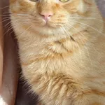 Рыжик Конопатый – солнечный котик в добрые руки!