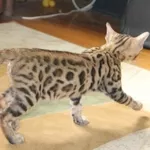Продам бенгальского котенка (кошка)