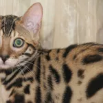 Продам бенгальского котенка (кот)
