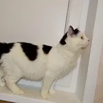 Котик Мирон ищет дом