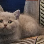 Британский лиловый котенок (кот)