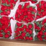 Тюльпаны оптом от производителя к 8 марта и 14 февраля в РБ 