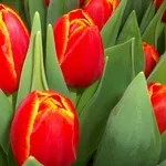 Тюльпаны оптом к 14 февраля и 8 марта