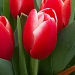 Тюльпаны оптом к 14 февраля и 8 марта! 