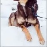 Шоколадный пес-красавец ищет любящее сердце