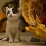 Очаровательный котенок (мальчик) в дар
