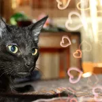 Очаровательный котенок (мальчик) в лоснящейся черной шубке в дар