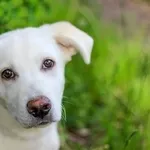 Белоснежный щенок в дар в добрые руки бесплатно