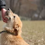 Рыжее счастье в подарок! 