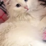 Кошка Белоснежка в дар