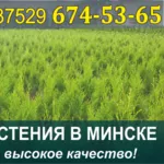 Растения хвойные в Минске. Низкие цены,  большой выбор.