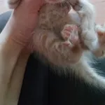 Котятя в хорошие руки