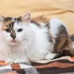 Красивая трехцветная кошка в дар 