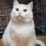 Спотти - загадочная белоснежная кошка в дар!