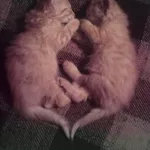 Милые и ласковые котята в дар 