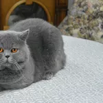 Вязка Чистокровный Британский кот