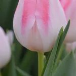Луковицы тюльпанов оптом (для ВЫГОНКИ К 8 Марта) из Голландии