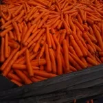 Морковь второй сорт