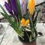 Цветы к 14 февраля и 8 марта.  Крокусы,  примулы,  гиацинты,  тюльпаны.