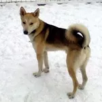 Найден светло-серый молодой пес
