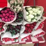 Белорусские тюльпаны оптом