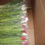 Бронирование тюльпанов,  букетов для компаний к 8 Марта