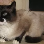 Голубоглазый кот в стильной шубке - 2 года,  кастрирован - В ДАР