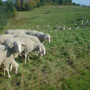 Продаём овец мясной породы МЕРИНОС 