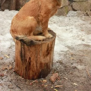 Симка,  маленькая ,  ласковая и нежная собачка в дар,  в добрые руки!