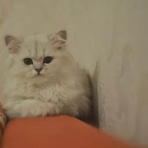 Продам Персидского котенка