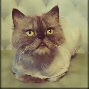 Персидский кот в дар