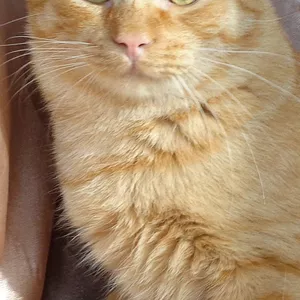 Рыжик Конопатый – солнечный котик в добрые руки!