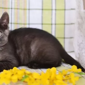 Черно-голубой двухмесячный котенок - в дар!