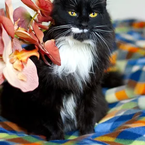 Шикарная кошка с внешностью царицы - в дар!