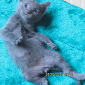 котята русской голубой