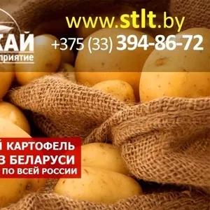 Картофель семенной по низким ценам купить в минске