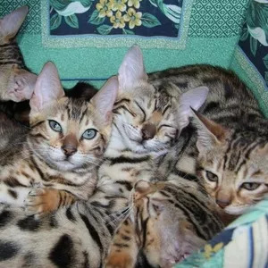 ПРОДАЖА бенгальских котят от титулованных родителей
