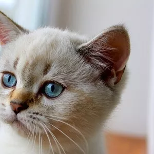 Британский котик окраса шоколадный линкс-поинт